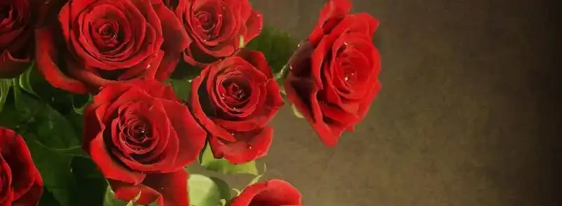 玫瑰花如何水養？