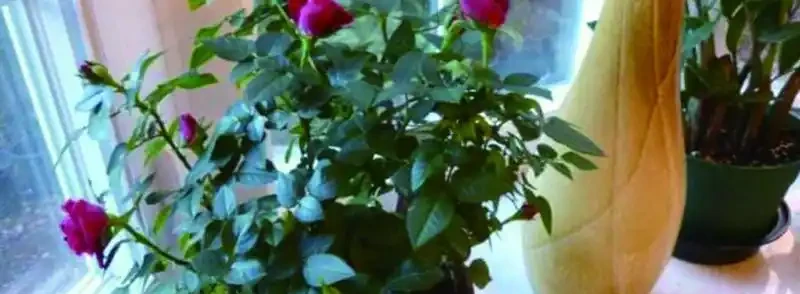 盆栽玫瑰花如何養殖?