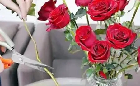 玫瑰花如何水養？