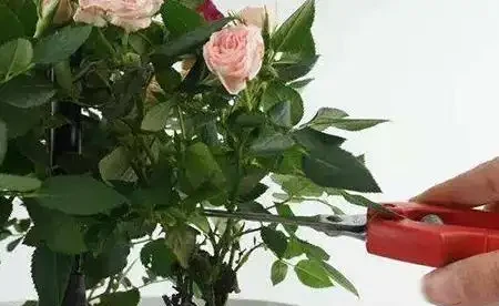 盆栽玫瑰花如何養殖?