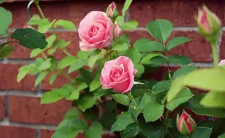 盆栽玫瑰花如何養殖?