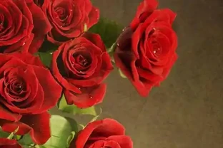 玫瑰花如何水養？