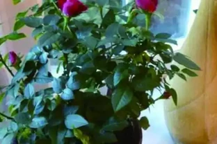 盆栽玫瑰花如何養殖？