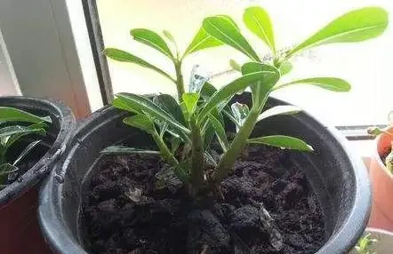 想要插枝沙漠玫瑰，剪下的枝條不要扔，這樣一處理，插一棵活一棵