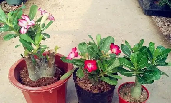 想要插枝沙漠玫瑰，剪下的枝條不要扔，這樣一處理，插一棵活一棵