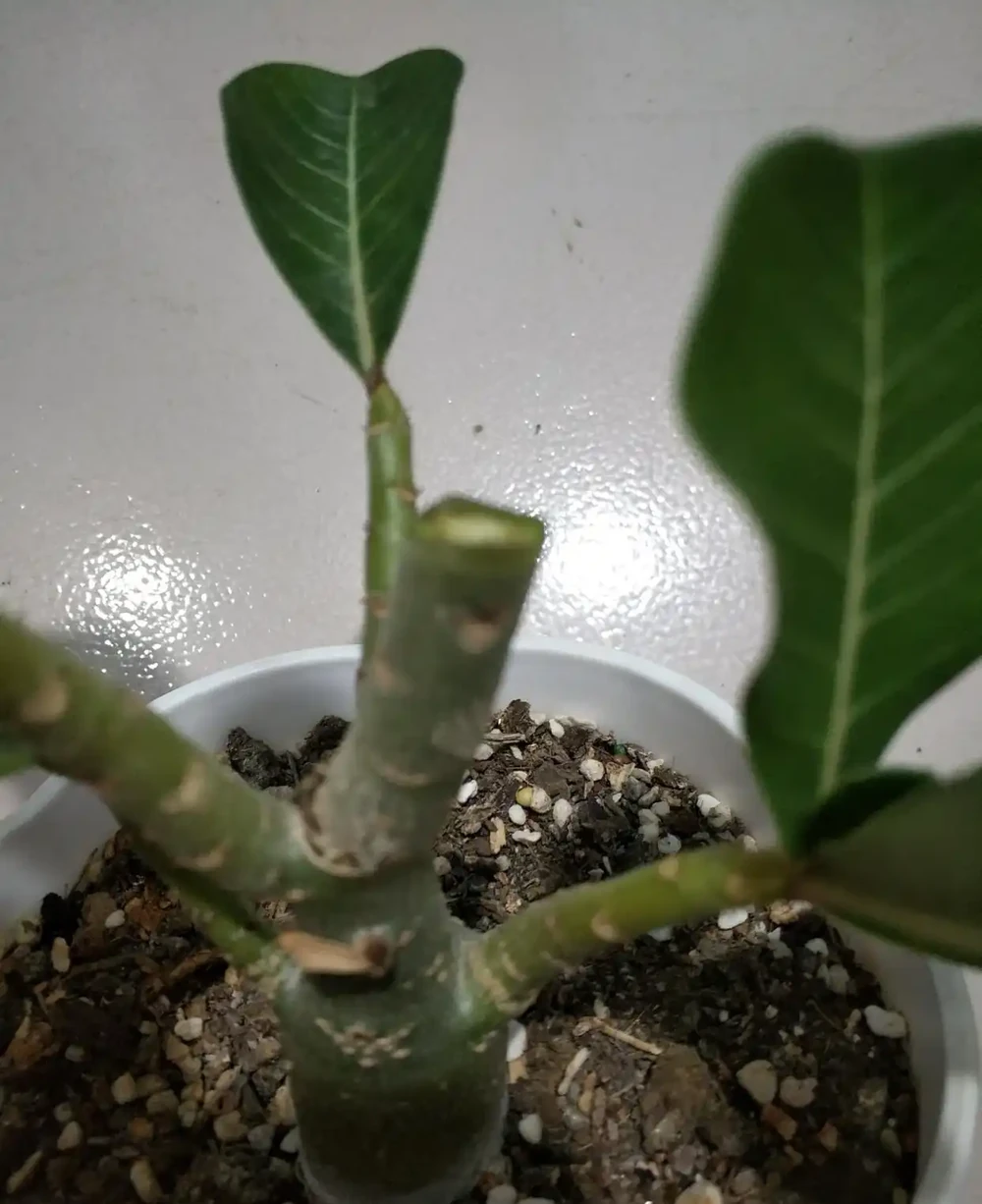 沙漠玫瑰一根獨杆不長分枝？剪一刀，多枝開花，還能插枝變多盆