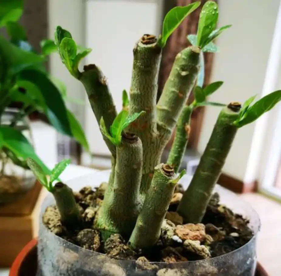 沙漠玫瑰一根獨杆不長分枝？剪一刀，多枝開花，還能插枝變多盆