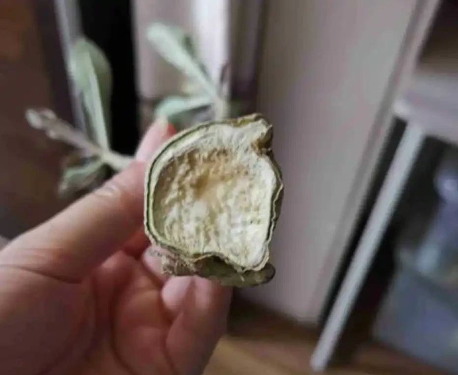 沙漠玫瑰一根獨杆不長分枝？剪一刀，多枝開花，還能插枝變多盆