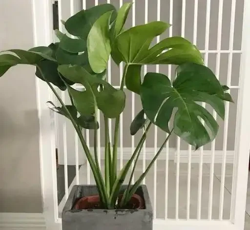 養好龜背芋？開啟小機關，新葉老葉一起長，葉片大如盆，爬滿牆