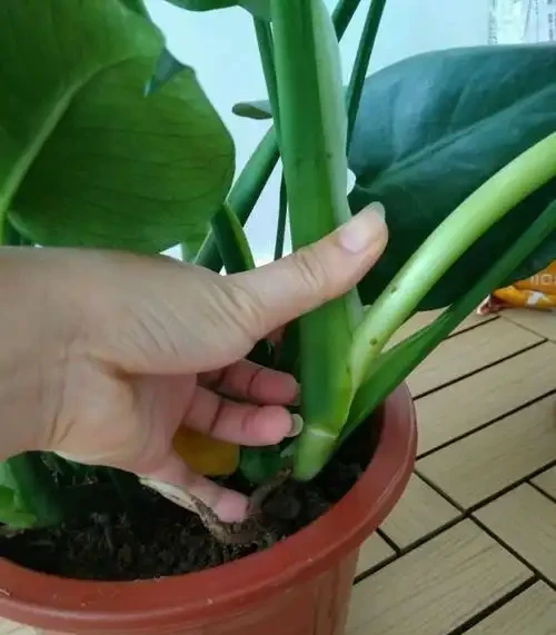 養好龜背芋？開啟小機關，新葉老葉一起長，葉片大如盆，爬滿牆