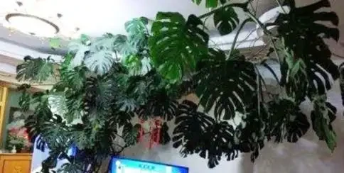 養好龜背芋？開啟小機關，新葉老葉一起長，葉片大如盆，爬滿牆