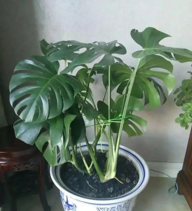 養好龜背芋？開啟小機關，新葉老葉一起長，葉片大如盆，爬滿牆