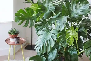 養好龜背芋？開啟小機關，新葉老葉一起長，葉片大如盆，爬滿牆