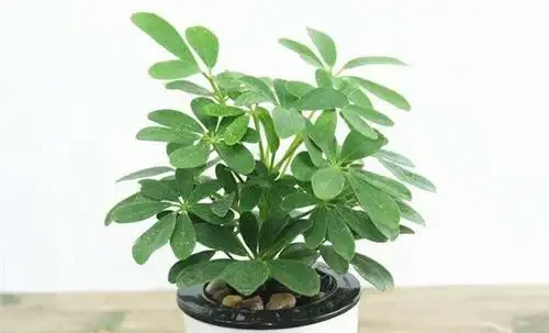 鵝掌藤掉葉子怎麼辦?這些處理方法你做對了嗎?