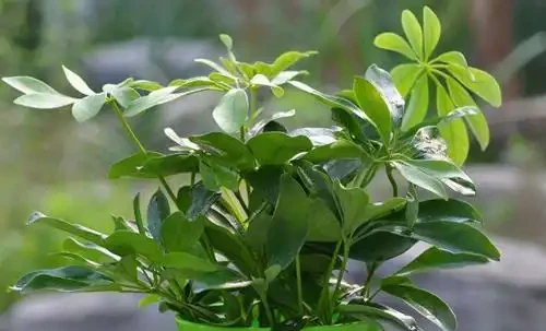 鵝掌藤掉葉子怎麼辦?這些處理方法你做對了嗎?