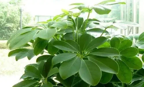 鵝掌藤掉葉子怎麼辦?這些處理方法你做對了嗎?