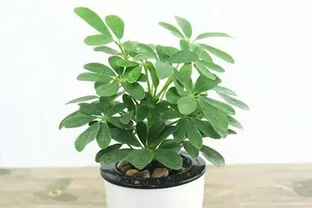 鵝掌藤掉葉子怎麼辦？這些處理方法你做對了嗎？