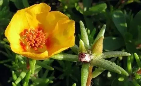 夏天暴曬才好開花的馬齒莧花,沒太陽就沒花看,不能經常澆水