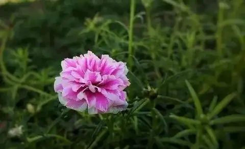 夏天暴曬才好開花的馬齒莧花,沒太陽就沒花看,不能經常澆水