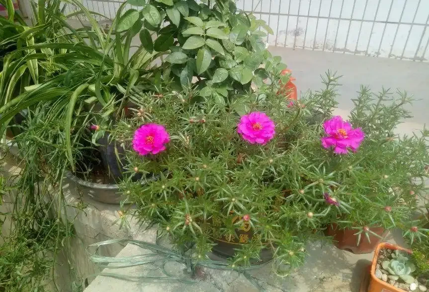 夏天暴曬才好開花的馬齒莧花,沒太陽就沒花看,不能經常澆水