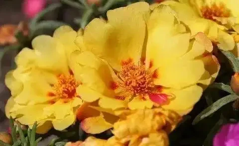夏天暴曬才好開花的馬齒莧花,沒太陽就沒花看,不能經常澆水
