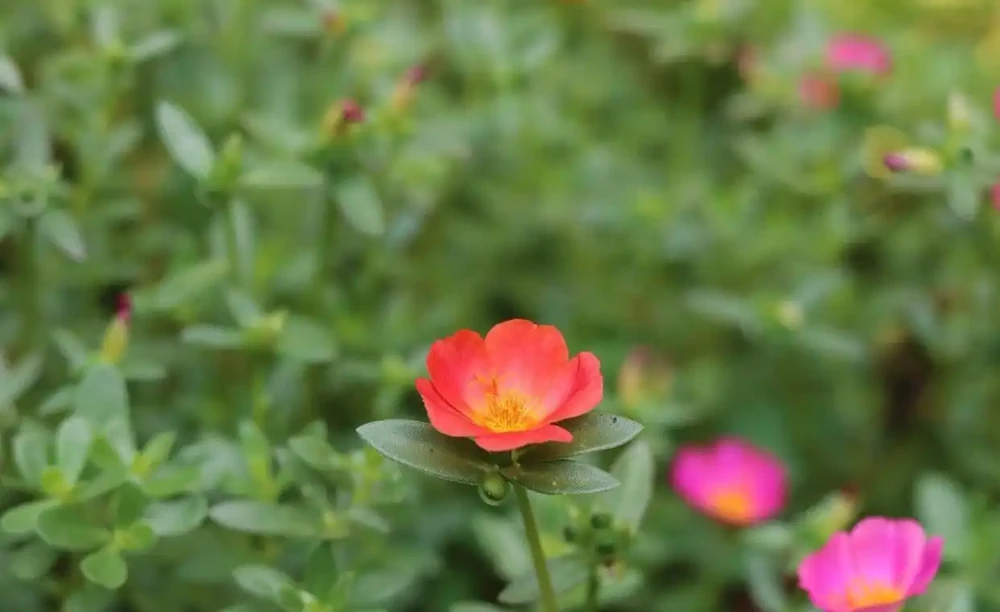 夏天暴曬才好開花的馬齒莧花,沒太陽就沒花看,不能經常澆水