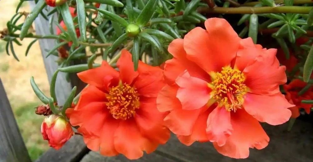 夏天暴曬才好開花的馬齒莧花,沒太陽就沒花看,不能經常澆水