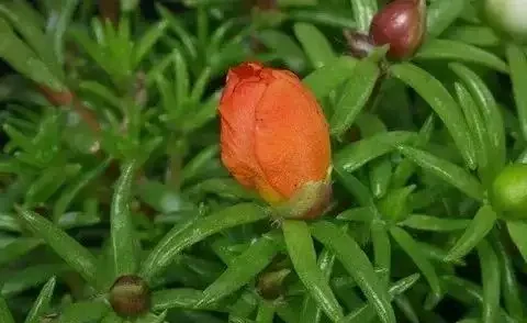 夏天暴曬才好開花的馬齒莧花,沒太陽就沒花看,不能經常澆水
