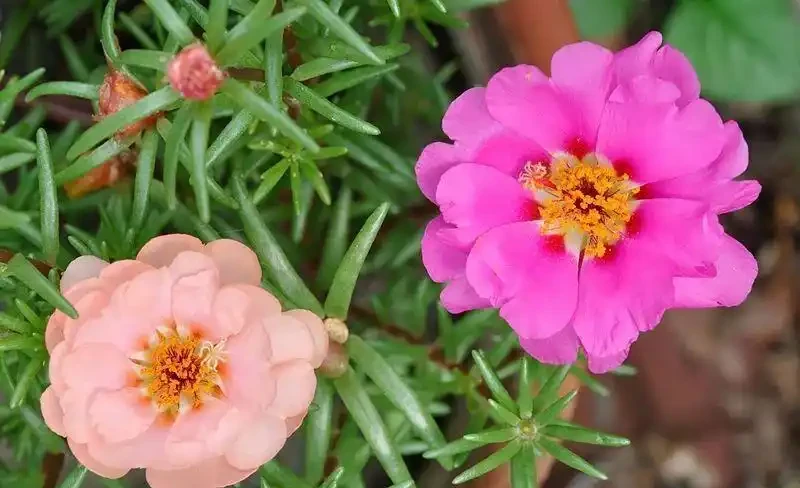夏天暴曬才好開花的馬齒莧花,沒太陽就沒花看,不能經常澆水