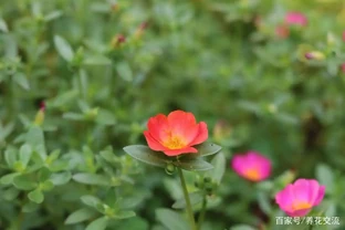 夏天暴曬才好開花的馬齒莧花，沒太陽就沒花看，不能經常澆水