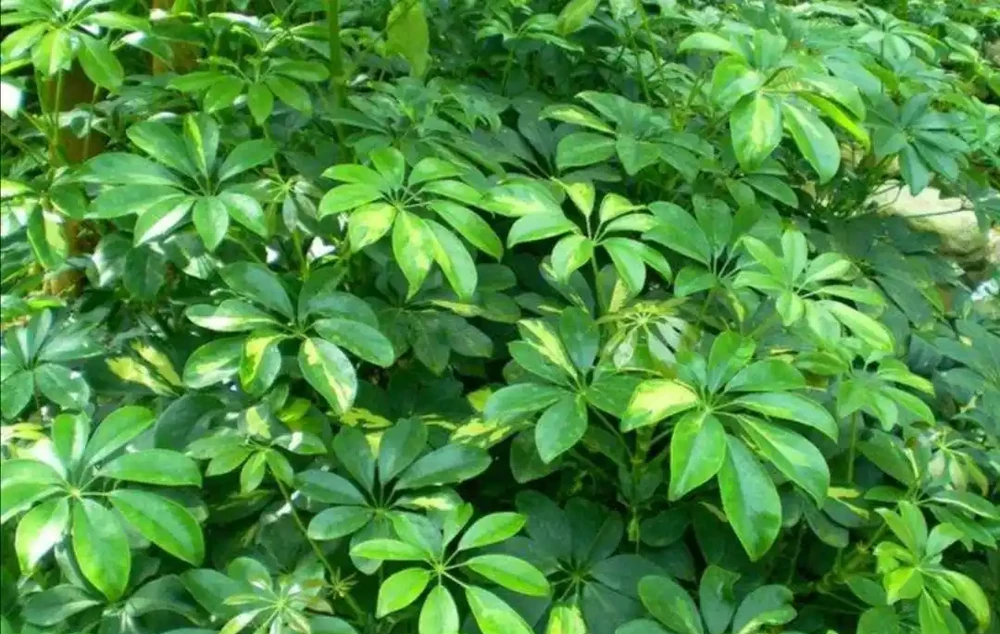 家中養鵝掌藤,注意幾個細節,葉子濃綠,長得旺