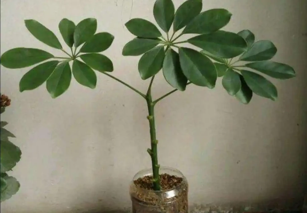家中養鵝掌藤,注意幾個細節,葉子濃綠,長得旺