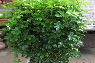 家中養鵝掌藤，注意幾個細節，葉子濃綠，長得旺