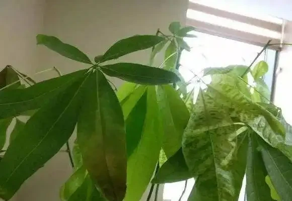發財樹枝葉脆弱,一碰就掉?都是這「4種因素」造成的,快看看吧