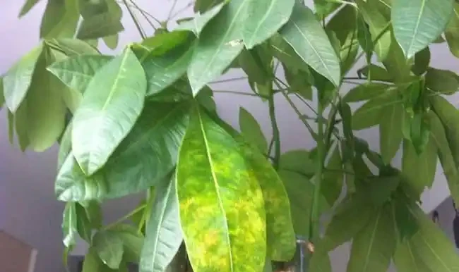 發財樹枝葉脆弱,一碰就掉?都是這「4種因素」造成的,快看看吧