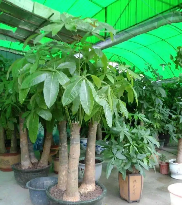發財樹枝葉脆弱,一碰就掉?都是這「4種因素」造成的,快看看吧