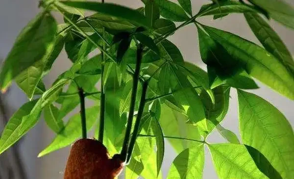 發財樹枝葉脆弱,一碰就掉?都是這「4種因素」造成的,快看看吧