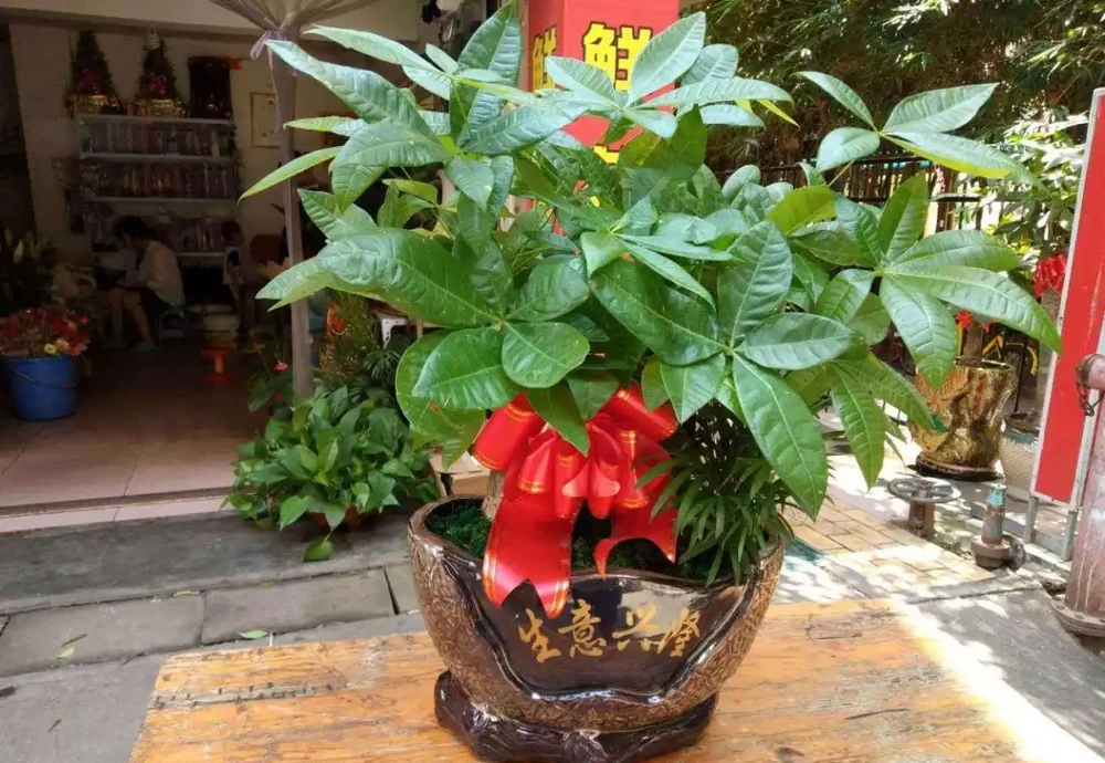 發財樹枝葉脆弱,一碰就掉?都是這「4種因素」造成的,快看看吧