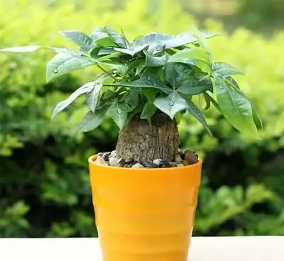 發財樹枝葉脆弱,一碰就掉?都是這「4種因素」造成的,快看看吧