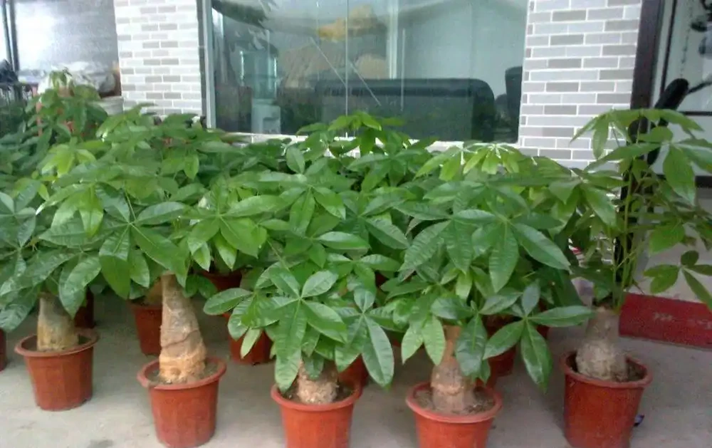發財樹枝葉脆弱,一碰就掉?都是這「4種因素」造成的,快看看吧