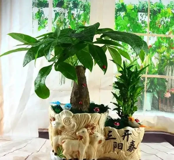 發財樹枝葉脆弱,一碰就掉?都是這「4種因素」造成的,快看看吧