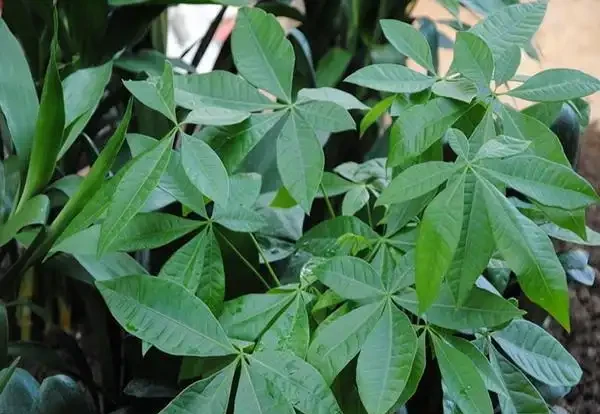 發財樹枝葉脆弱,一碰就掉?都是這「4種因素」造成的,快看看吧