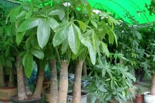 發財樹枝葉脆弱，一碰就掉？都是這「4種因素」造成的，快看看吧