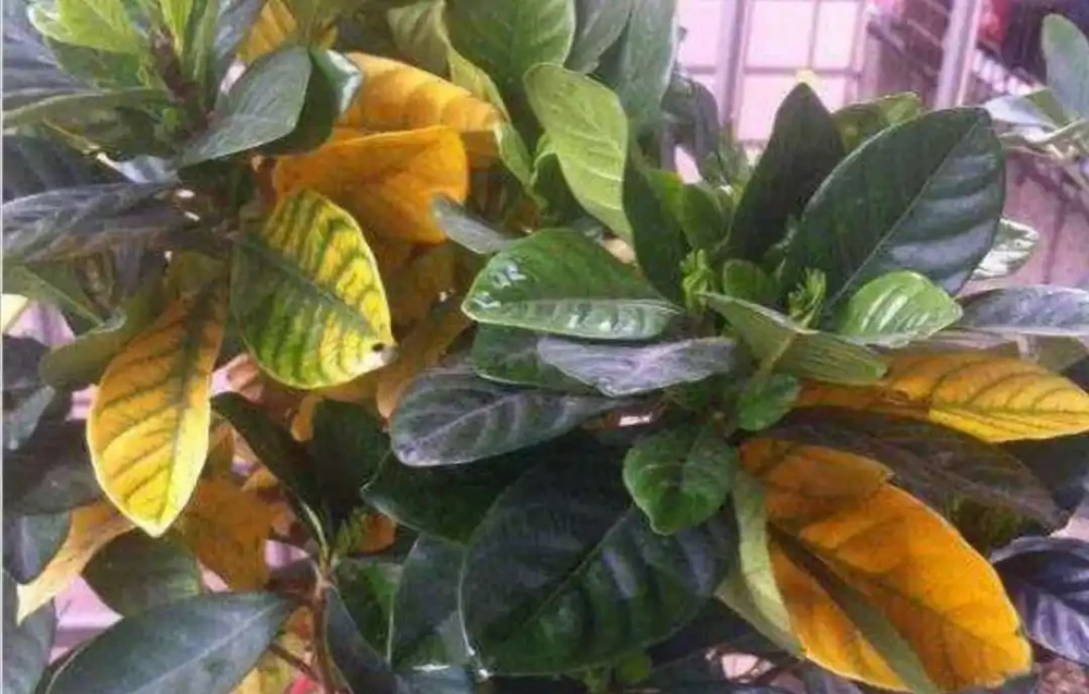 家庭養花,常澆4種水,葉子濃綠、光亮,開花更鮮豔