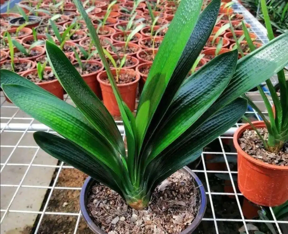 家庭養花,常澆4種水,葉子濃綠、光亮,開花更鮮豔