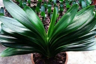 家庭養花，常澆4種水，葉子濃綠、光亮，開花更鮮豔