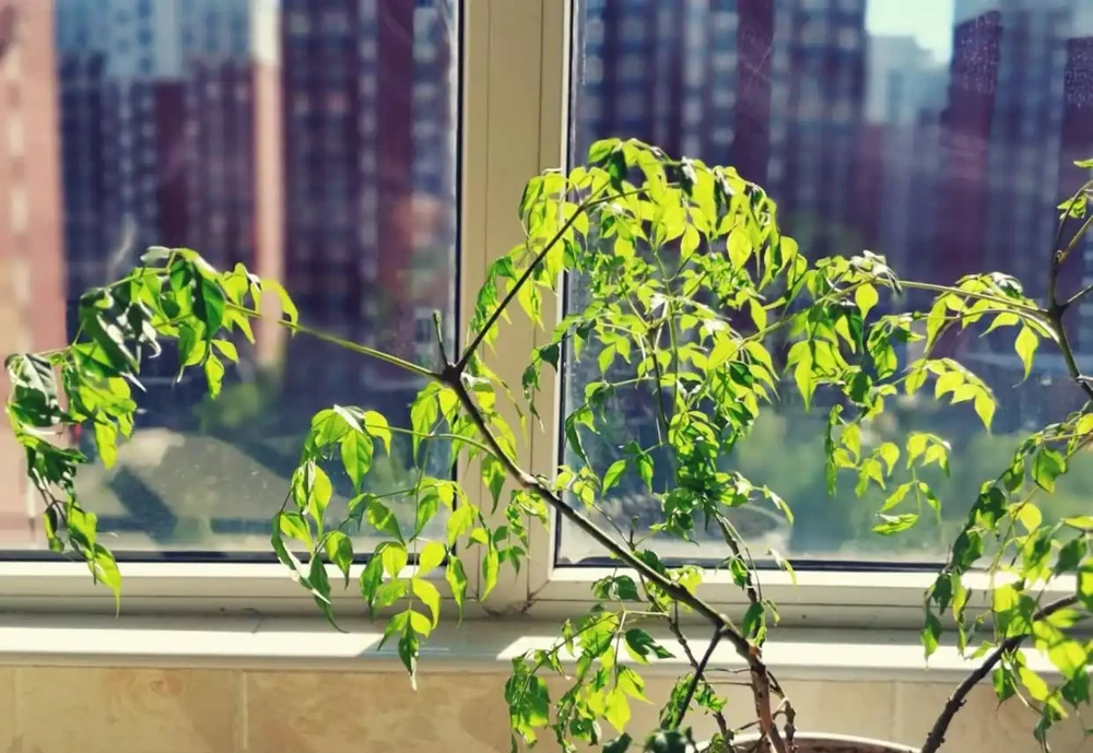 家中養幸福樹，想讓葉子翠綠，不發黃，常用2種水噴一噴