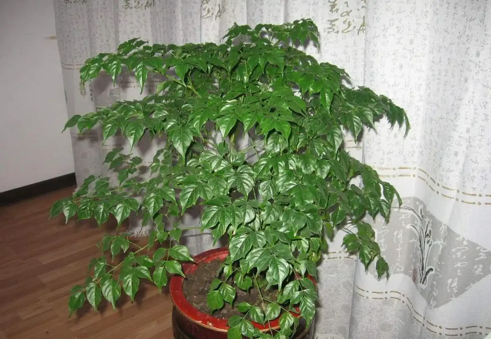 家中養幸福樹，想讓葉子翠綠，不發黃，常用2種水噴一噴