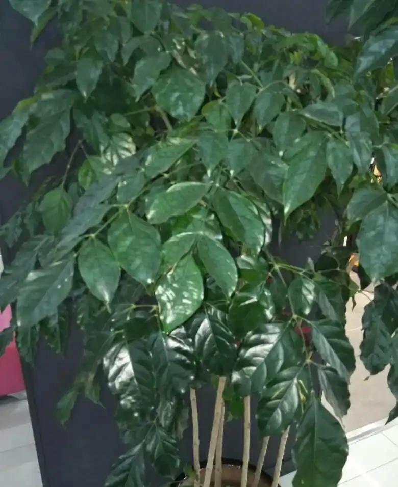 家中養幸福樹，想讓葉子翠綠，不發黃，常用2種水噴一噴