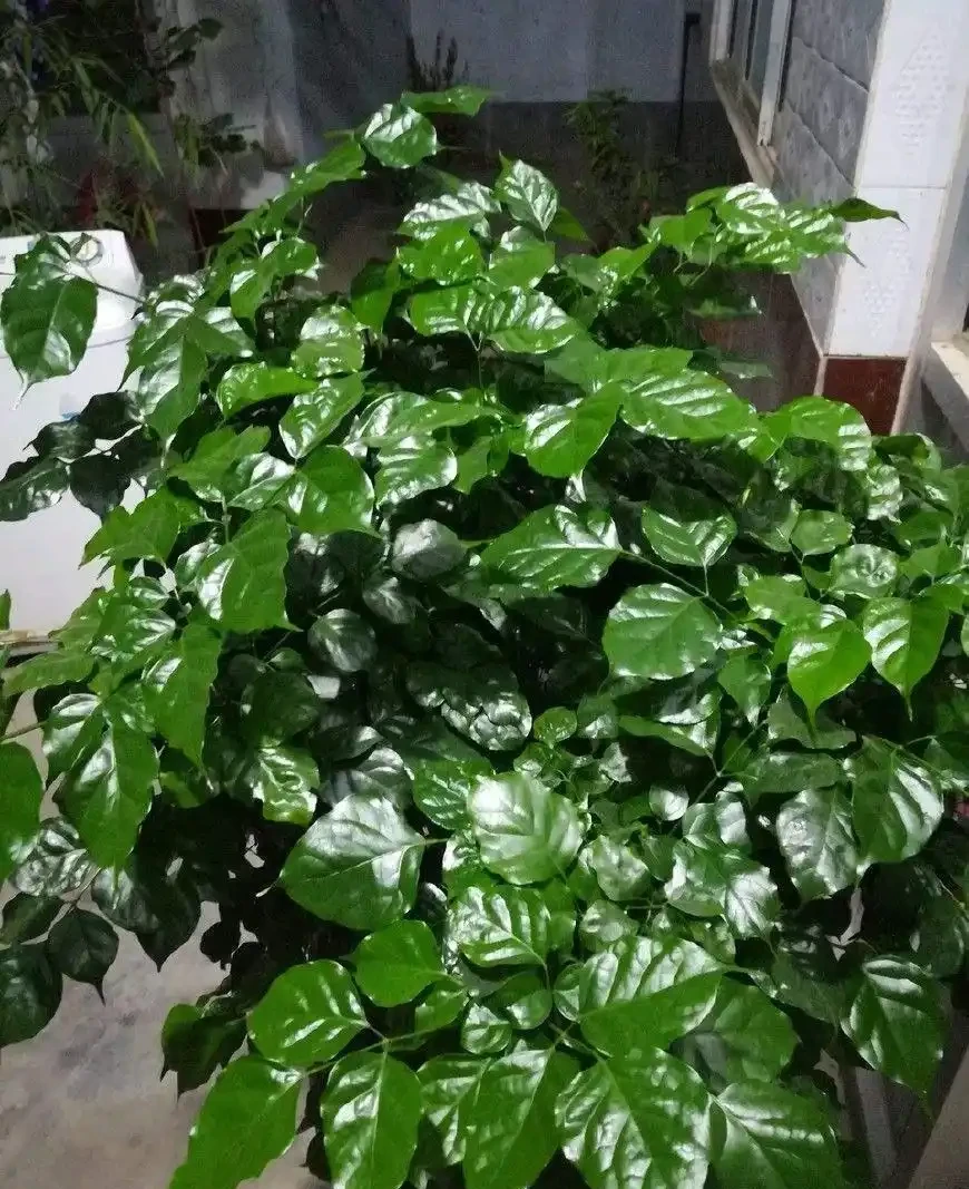 家中養幸福樹，想讓葉子翠綠，不發黃，常用2種水噴一噴